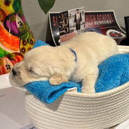 Roger - Light golden male Golden Retriever puppy in Baldwin Park, California from Mountain Valley Retrievers