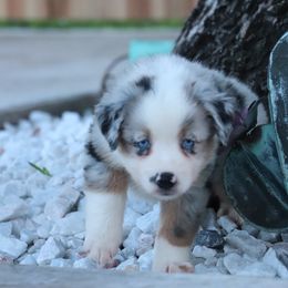 Chrissy - Blue merle female Miniature Australian Shepherd puppy in Goliad, Texas from Sassy Lil Aussies and Diamond W Poodles