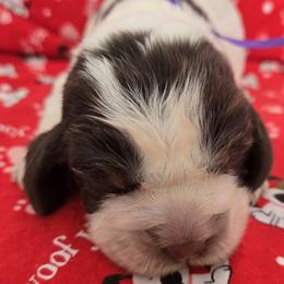 Ice - Tri-Roan female English Springer Spaniel puppy in Brodhead, Wisconsin from Pinwheel Acres