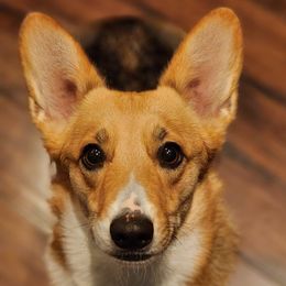 Pembroke Welsh Corgis from Conrad K9s