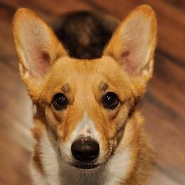 Pembroke Welsh Corgis from Conrad K9s