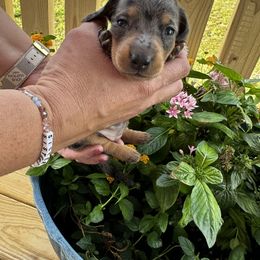 Girl 1 - Dapple Dachshund puppy in Texas from Texas Mini Dachs