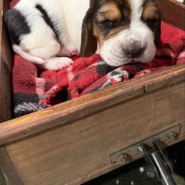 Little Lonesome Dove - Black brown and white female Basset Hound puppy in Lagrange, Georgia from Tall Oak Bassets