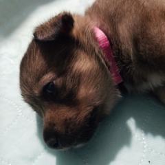 Swedish Vallhund Puppies from Windstorm dogs