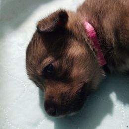 Swedish Vallhund Puppies from Windstorm dogs