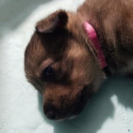 Swedish Vallhund Puppies from Windstorm dogs