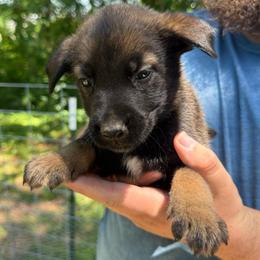 Banzai - male Belgian Malinois puppy in Sheridan, Arkansas from Dark Sky Kennels
