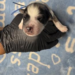 Australian Shepherd Puppies from Good Karma Aussies