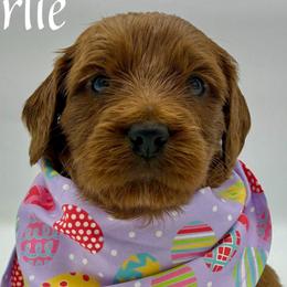 Charlie - Red  male Goldendoodle puppy in Travelers Rest, South Carolina from Bailey Mountain Doodles