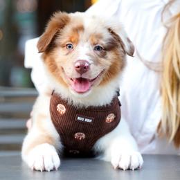 Amelia - Red merle female Australian Shepherd puppy in Richmond, Texas from Big Zen Aussies