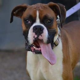 Jax - Boxer