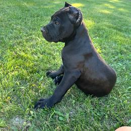 Onyx - Black female Cane Corso puppy in Delta Junction, Alaska from Granite Guardians Cane Corso
