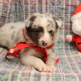 JENNY - Slate Merle Female - AKC - Slate merle female Border Collie puppy in Courtland, Alabama from C Bar C Ranch Border Collies