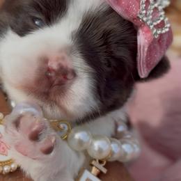 DuChese - Chocolate, tan and white female Yorkshire Terrier puppy in Prosper, Texas from DaintyDawlz