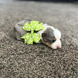 Boy 3 - Black and tan male Corgipoo puppy in Junction, Utah from Sugar Doodles