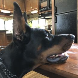 Guard - Doberman Pinscher