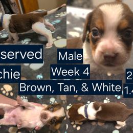 Archie Blue Male - Brown white and tan male Beagle puppy in Bemidji, Minnesota from Nse Farms Beagles