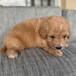 Patriot - Cream male Goldendoodle puppy in Spring Hill, Florida from OHDoodles FL