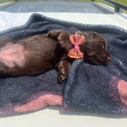 Hilda Mae - Chocolate female Dachshund puppy in Carthage, Missouri from Hounds by Mishelle
