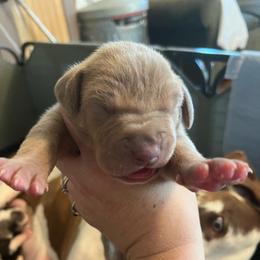 Chai - Silver female Great Dane puppy in Marlow, New Hampshire from Fox Hill Danes