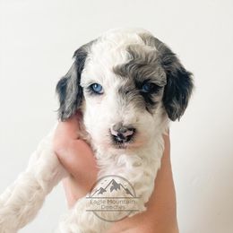 Goldendoodle Puppies from Eagle Mountain Doodles