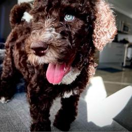 Aussiedoodle and Goldendoodle Puppies from Dandy Doodle Ranch