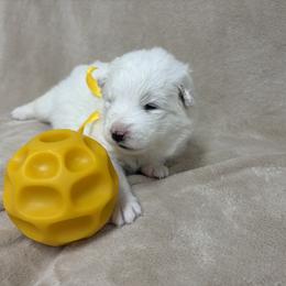 Samoyed Puppies from Subarktika Samoyeds