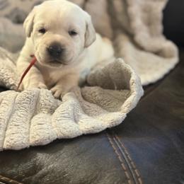 Boy 2 - Yellow male Labrador Retriever puppy in Isanti, Minnesota from Four Corners Family Labs