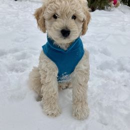 Goldendoodle Puppies from Lykeable Farms
