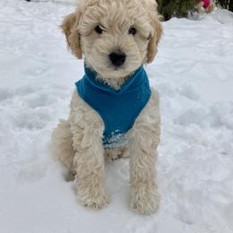 Goldendoodle Puppies from Lykeable Farms