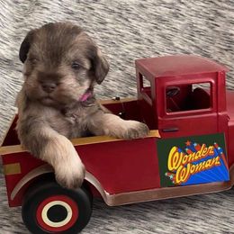 Miniature Schnauzer Puppies from Garrett Livestock & Schnauzers