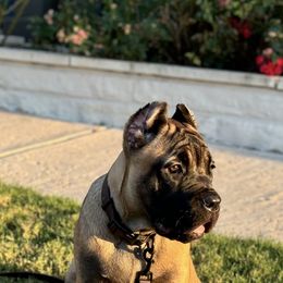 Cane Corso Puppies from Battalion Cane Corso