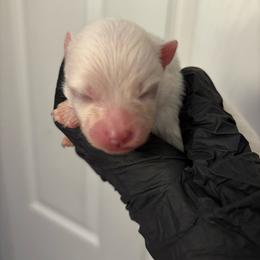 Betty Lou - White female Pomeranian puppy in Douglas, Massachusetts from Country Oak Poms LLC