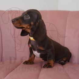 Honeycomb - Chocolate and tan female Dachshund puppy in Temecula, California from Naomi Magee's Dachshund Kennel