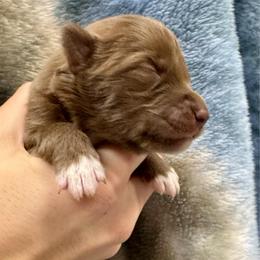 Aspen - Brown and white female Siberian Husky puppy in Columbus, Nebraska from Happy Howlin' Smokey Mountain Huskies