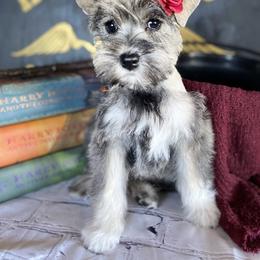 Miniature Schnauzer Puppies from Schnauzers on Robinson Lane