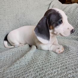 Boy 3 - Gray (blue) and tan male Dachshund puppy in Gracemont, Oklahoma from Frank's Mini Doxies