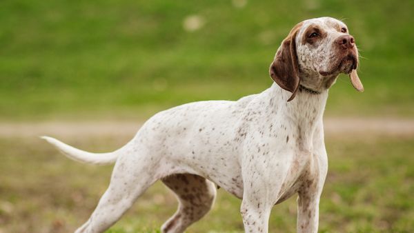 Find Braque du Bourbonnais puppies for sale