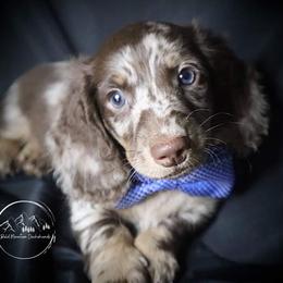 Dachshund Puppies from Bald Mountain Dachshunds