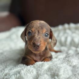 Forester - Dapple male Dachshund puppy in Crystal, Michigan from Mare-Bella Smoothcoat Edition