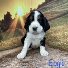 Eagle - English Springer Spaniel puppy in Pine Island, Minnesota from Country Breeze Springer Spaniels