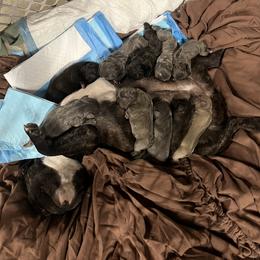 French Bulldog Puppies from Psycho Frenchies