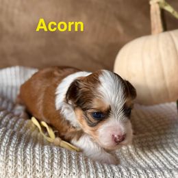 Acorn (Yellow Collar) - Red sable male Havanese puppy in Silverton, Oregon from PNW Havanese