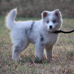 Glory - Merle female Pomsky puppy in Wolfe City, Texas from Susan Warnock