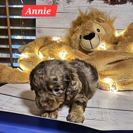 Annie - Merle female Cockapoo puppy in Holden, Missouri from Rouffman Doodles