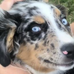 Australian Shepherds from Eileensaussies