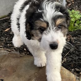 Bernedoodle Puppies from Dilly Dally Doodles