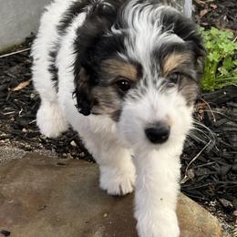 Bernedoodle Puppies from Dilly Dally Doodles