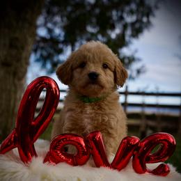 Jalapeño - Cream male Goldendoodle puppy in Mc Arthur, California from California Golden Love