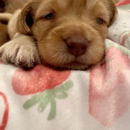Australian Labradoodle Puppies from Pixie Doodle Paws